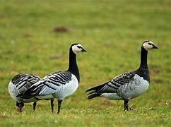 Image result for Barnacle Geese