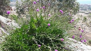 Image result for Maltese Plants