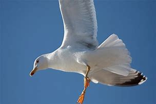 Image result for Seagull Flying