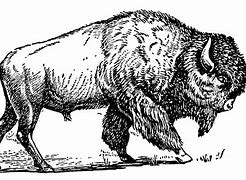 Image result for Buffalo Head Line Art