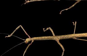 Image result for Stick Bug Bite