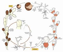 Image result for Chytridiomycota Fish Tank