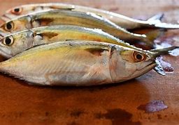 Image result for Indian Mackerel Fishing