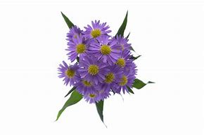 Image result for Dark Purple Aster