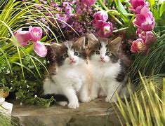 Image result for Cute Spring Cats