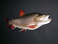 Image result for Trout Mounts