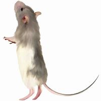 Image result for Texel Mouse