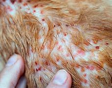 Image result for Feline Skin Disease