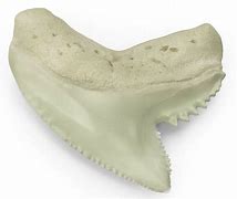 Image result for Tiger Shark Teeth Pic