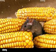 Image result for Animals Eating Corn