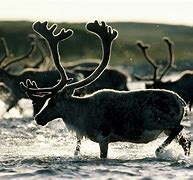 Image result for reindeer and caribou migration