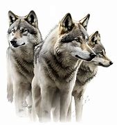 Image result for Evil Wolf PNG