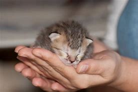 Image result for 1 Week Old Kitten