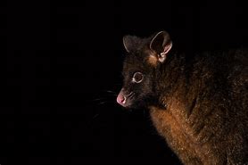 Image result for Brushtail Possum