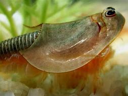 Image result for Triops Bug