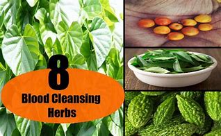 Image result for blood cleansing herbs recipes