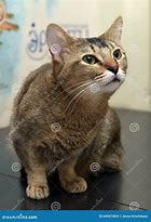 Image result for Munchkin Cat Gray Tabby