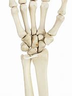 Image result for Hand Wrist Bones