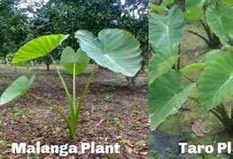 Image result for Malanga vs Taro