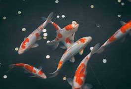 Image result for Facts About Koi Fish