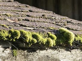 Image result for Moss-Covered Yard