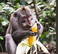 Image result for Animals Eating Corn