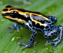 Image result for Poison Dart Tree Frog