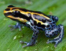 Image result for Poisonous Pink Frog