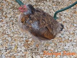 Image result for Mites in Chicken Co-op