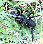 Image result for Pale Trapdoor Spider