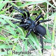 Image result for Trapdoor Spider Poisonous