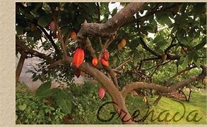 Image result for Cocoa Tree Grenada