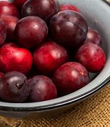 Image result for Hollywood Plum Tree