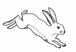 Image result for Rabbit Laying Drawing