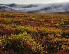 Image result for Russian Tundra Biome