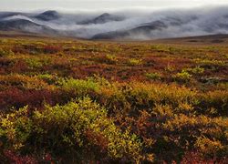 Image result for Beautiful Tundra Biome