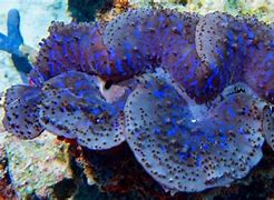 Image result for Giant Clam Attacks