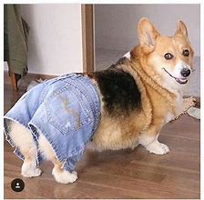 Image result for White and Tan Corgi