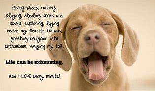 Image result for Happy Dog Sayins