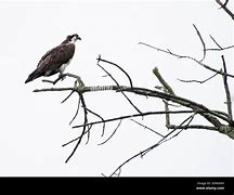 Image result for Adult Osprey Flight