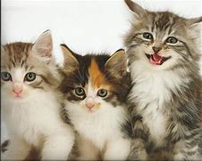 Image result for Cute Cats and Kittens Pictures