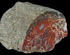 Image result for Dinosaur Bone Jasper