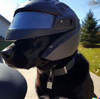 Image result for Dog Motorbike Helmet