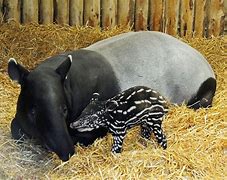 Image result for Wild Tapir