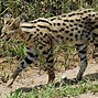 Image result for Serval Cat Full-Grown