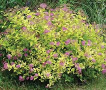 Image result for Shrubs Plant