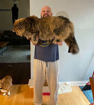 Image result for Maine Coon Cat Fursona