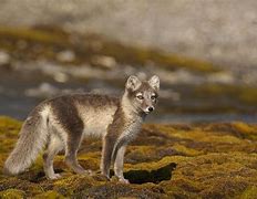 Image result for Tundra Biome Arctic Fox