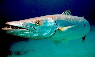 Image result for Fish Like Barracuda