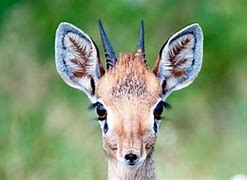 Image result for What Is a Dik Dik Animal